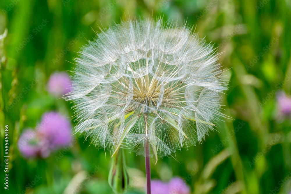 Fototapeta premium White Fluff Of The Dandelion Flower Gone To Seed