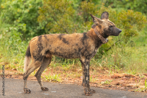 African wild dog - Lycaon pictus - with GPS collar walking on ground with green vegetation in background. Photo Kruger National Park in South Africa close to Punda Maria Rest Camp.