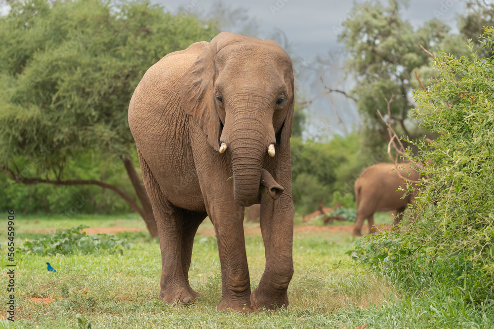 Fototapeta premium African bush elephant - Loxodonta africana - also known as the African savanna elephant with green background at Kruger National Park in South Africa. 
