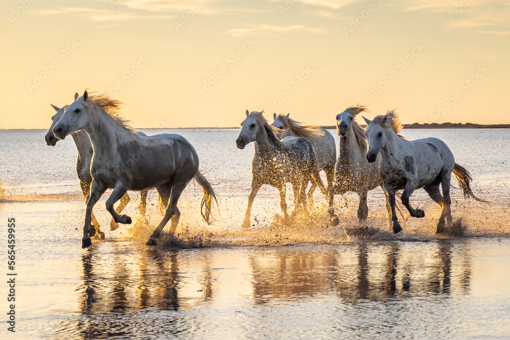 Camargue horses running through water at sunrise.