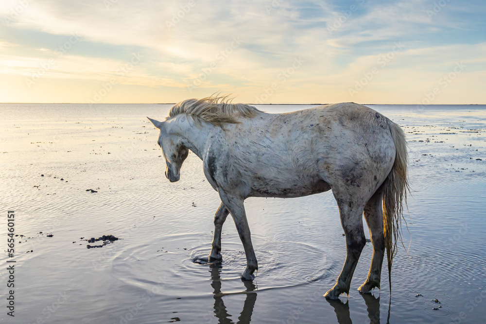 Camargue horse in the water in morning light. Camargue horse in the water in morning light.