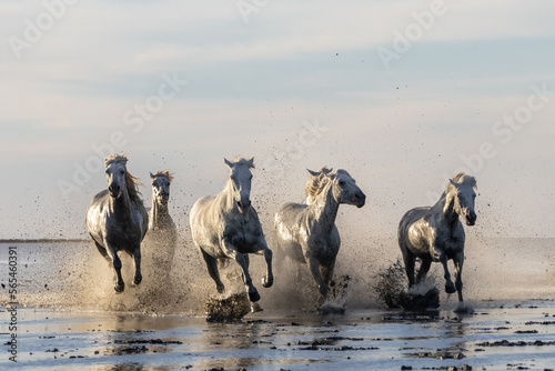 Fototapeta Naklejka Na Ścianę i Meble -  Camargue horses running through water in morning light.