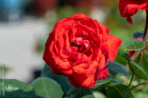 Fototapeta Red Shrub Roses Growing In The Garden In Summer