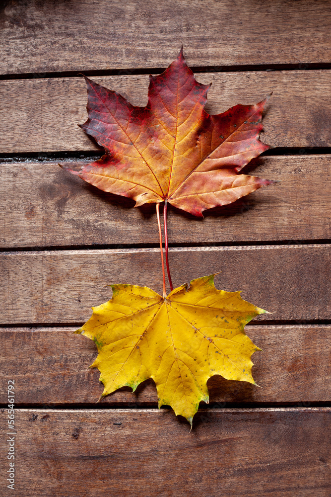 Obraz premium My unique Autumn leaf collection with a wide variety of backgrounds ready to be used. This collection is very unique and very natural as well.