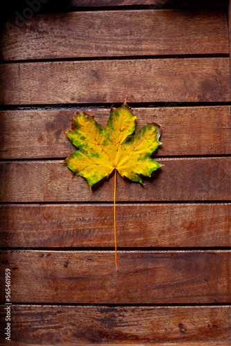 My unique Autumn leaf collection with a wide variety of backgrounds ready to be used. This collection is very unique and very natural as well.