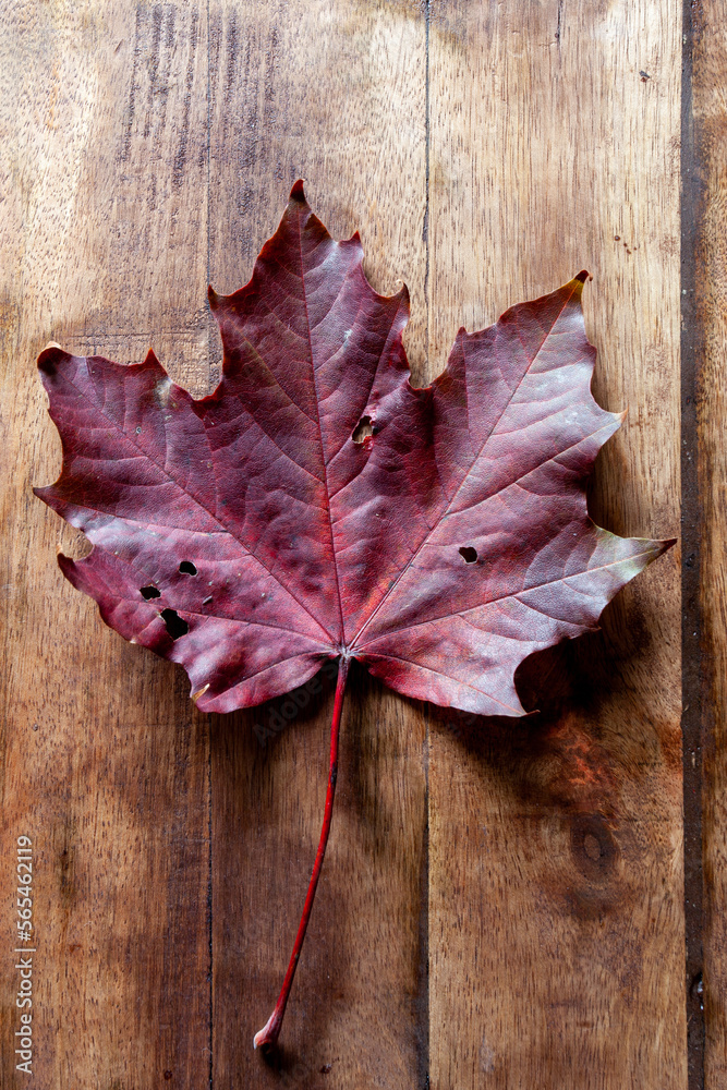 Obraz premium My unique Autumn leaf collection with a wide variety of backgrounds ready to be used. This collection is very unique and very natural as well.