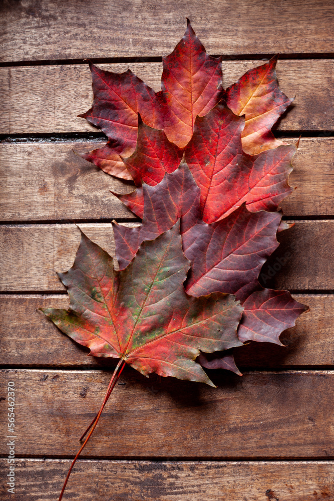 My unique Autumn leaf collection with a wide variety of backgrounds ready to be used. This collection is very unique and very natural as well. My unique Autumn leaf collection with a wide variety of backgrounds ready to be used. This collection is very unique and very natural as well.