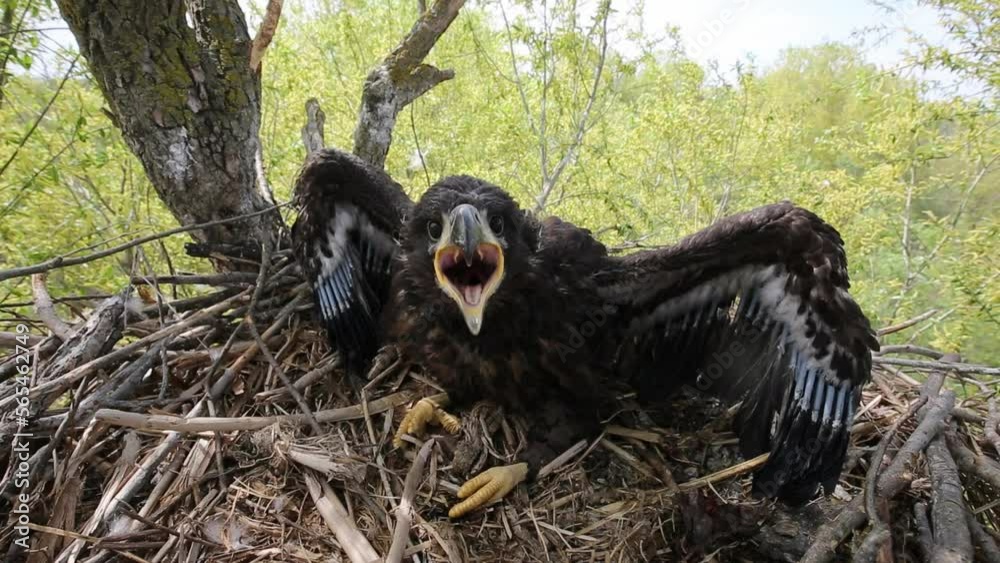Bird black vulture opens its beak and screams at approaching danger. Black vulture bird of hawk family defends its nest and gets angry.