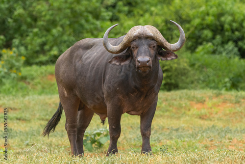 African buffalo, Cape buffalo - Syncerus caffer, bull with the green vegetation in background. Photo from Kruger National Park in South Africa.