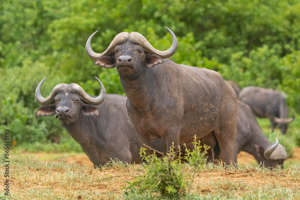 Two African buffalos, Cape buffalos - Syncerus caffer, with the green vegetation in background. Photo from Kruger National Park in South Africa.