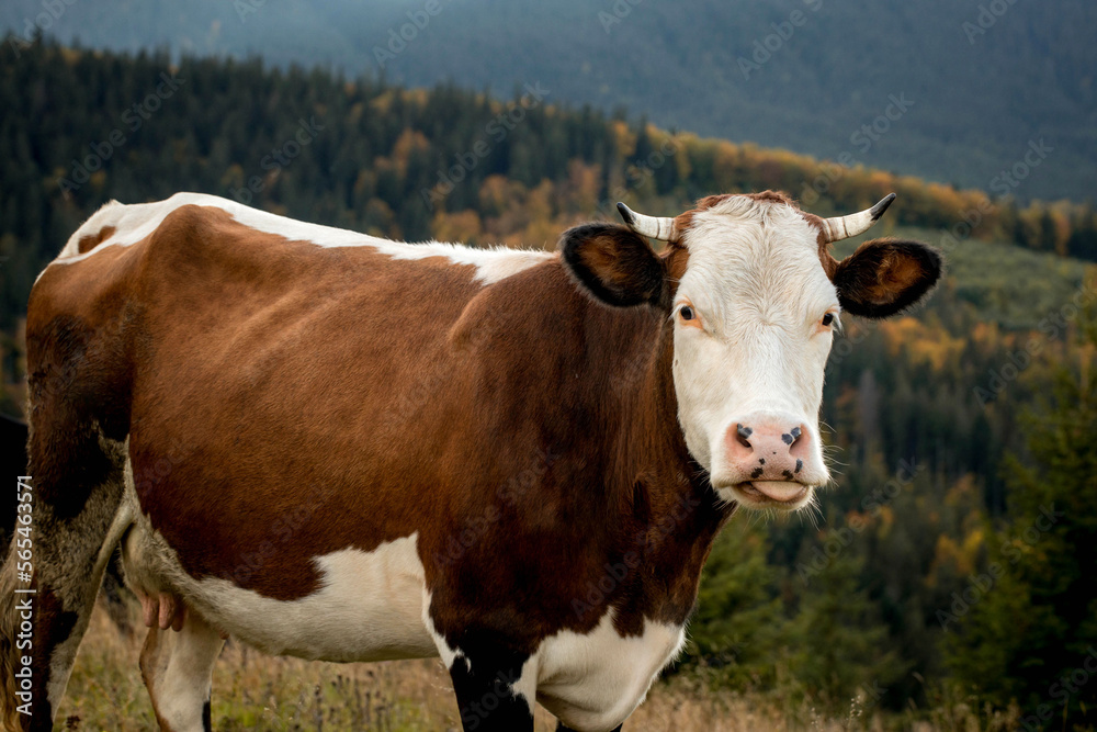 Close-up of a cow on a mountain pasture, healthy cow grazing