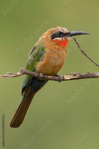 Fotografia, Obraz White-fronted bee-eater - Merops bullockoides- perched with green background