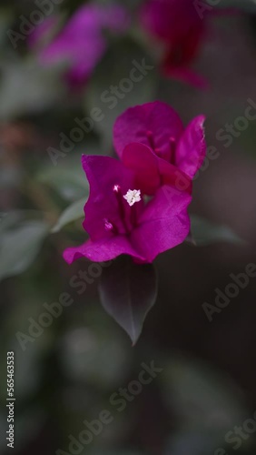 Fuchsia flower being moved by the wind. Vertical video.