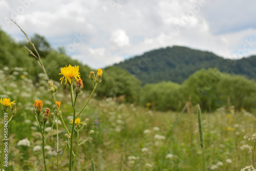 meadow with dandelions