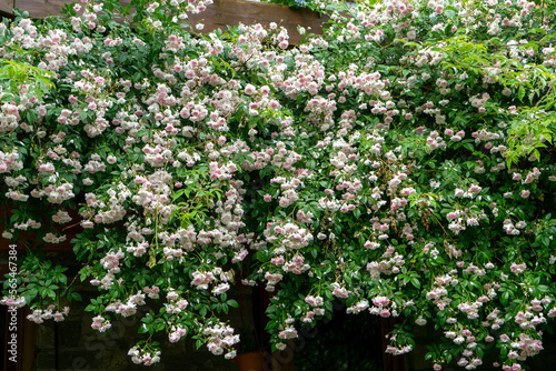 Rambler-Rose Pauls Himalayan Musk, überreiche Blüte