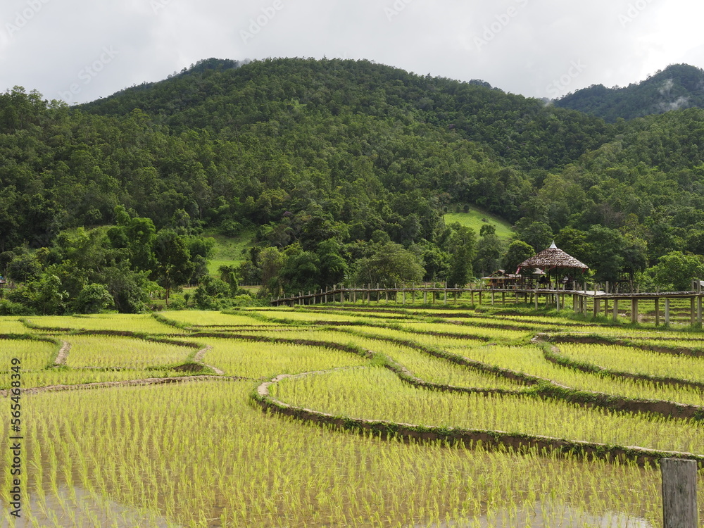 pai rice paddy in thailand