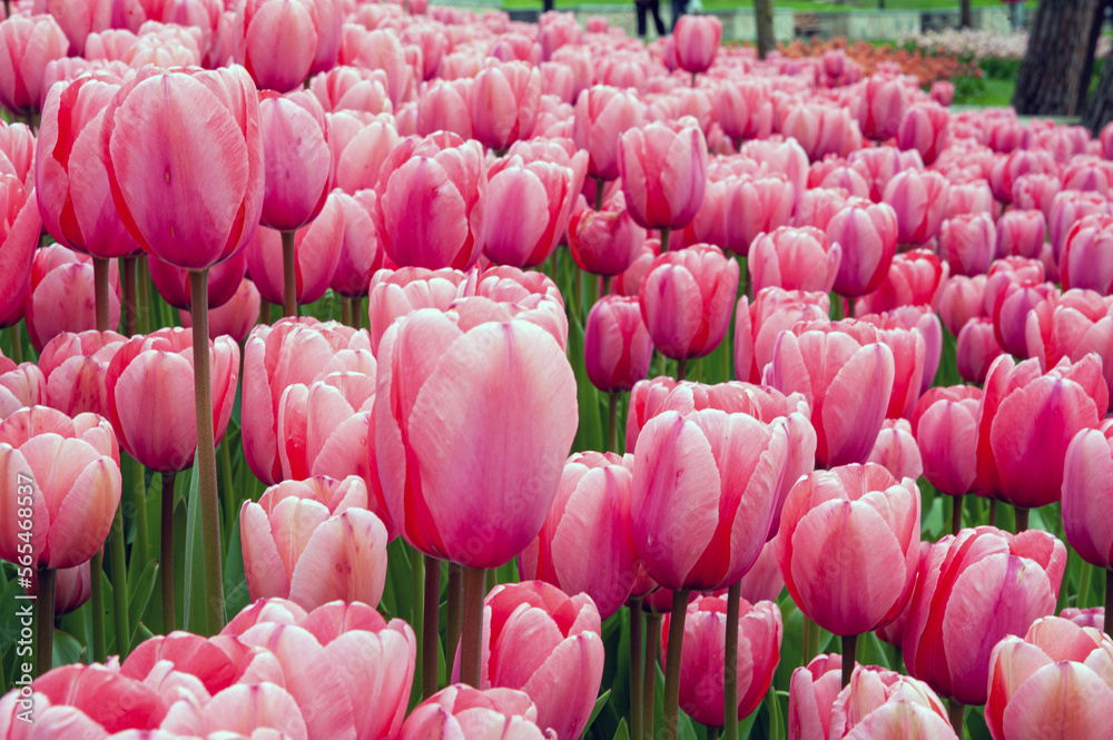 Obraz premium pink tulips in the garden