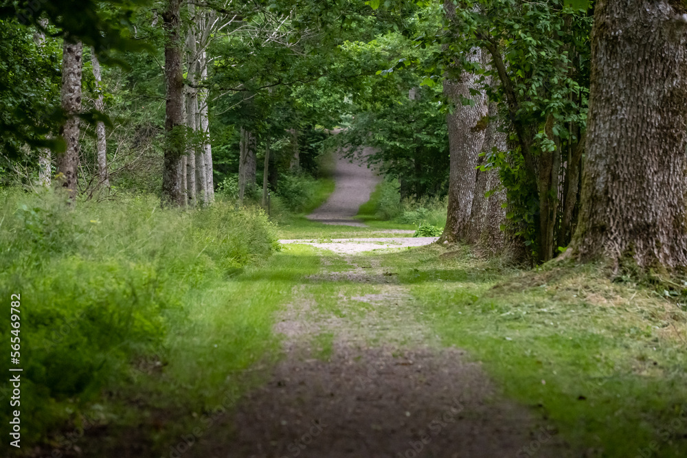 Fototapeta premium Looking down a gravel road in a forest.