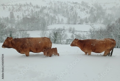 Vacas en la nieve en Pedrafita do Cebreiro, Galicia photo