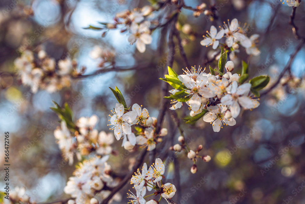 Blooming sour cherry (Prunus cerasus) at spring Blooming sour cherry (Prunus cerasus) at spring