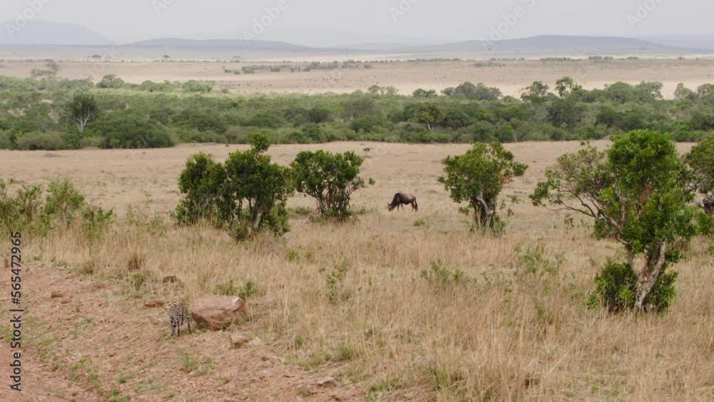 Wild cat serval walks majestically through dry grass in Kenya. More video about life of this dangerous predator in collection. Wild cat serval walks majestically through dry grass in Kenya. More video about life of this dangerous predator in collection.
