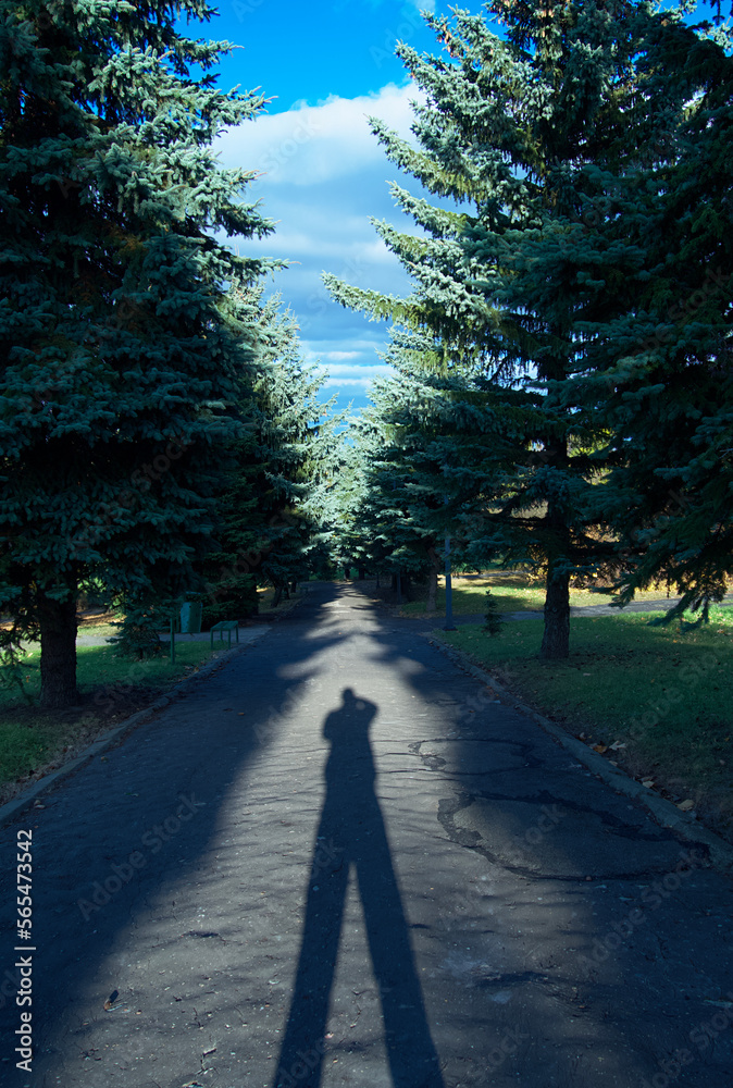 Obraz premium Shadow in the park