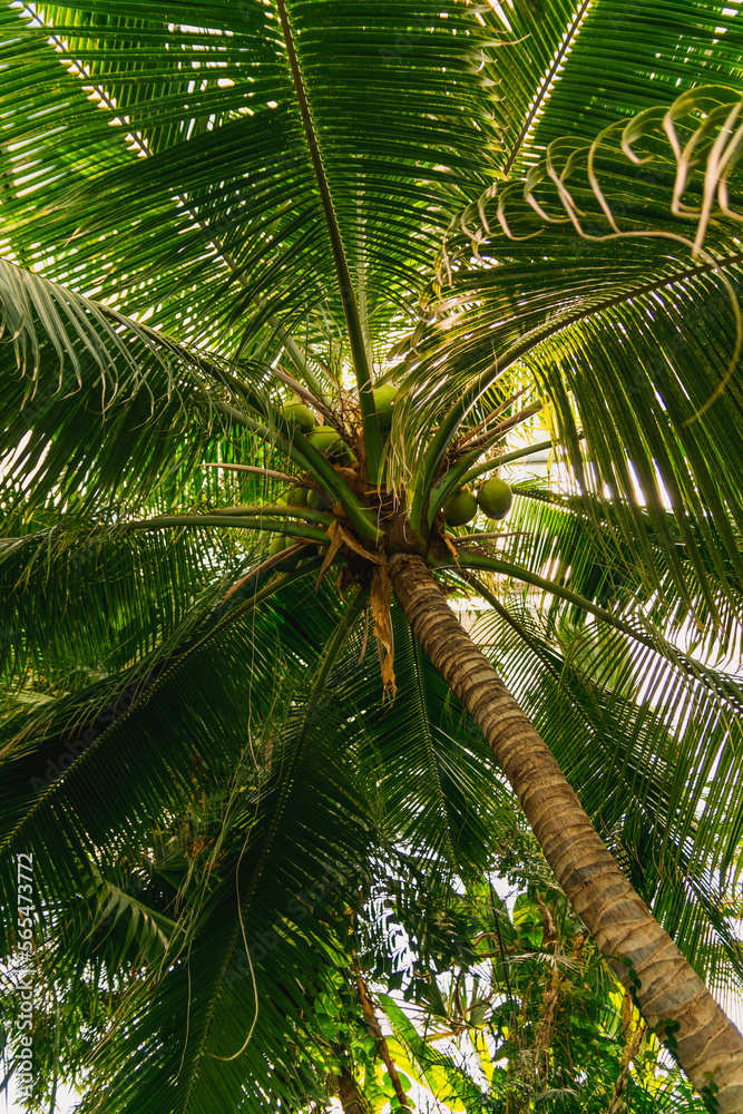 Fototapeta premium coconut palm tree