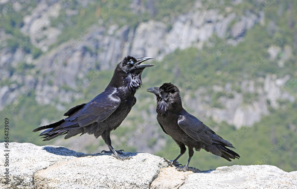 Obraz premium Pair of crows