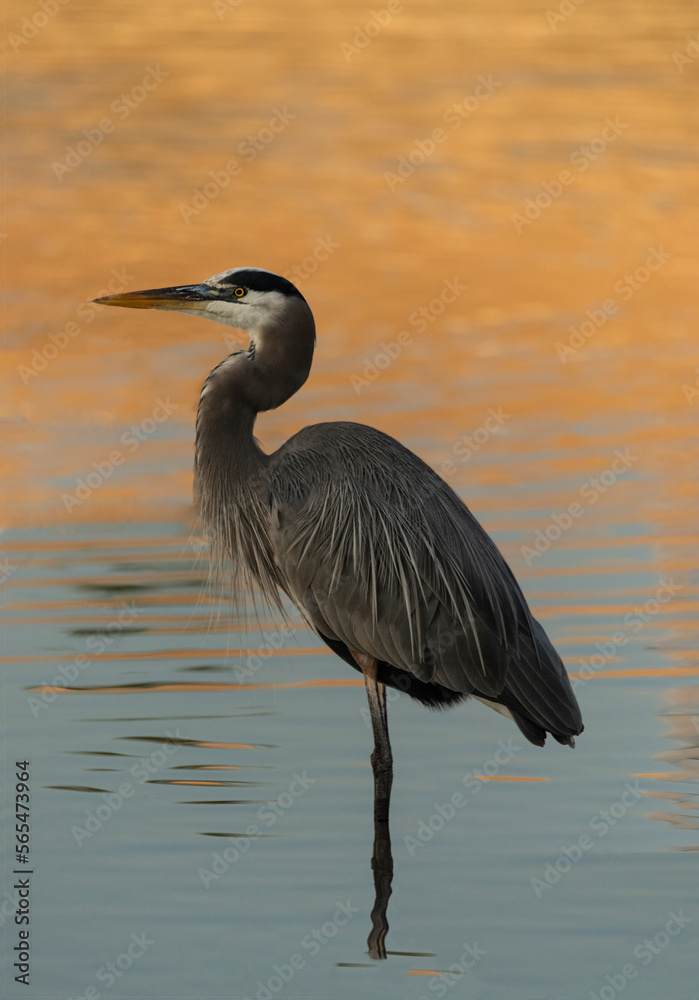 Great Blue Heron Wading in a Marsh