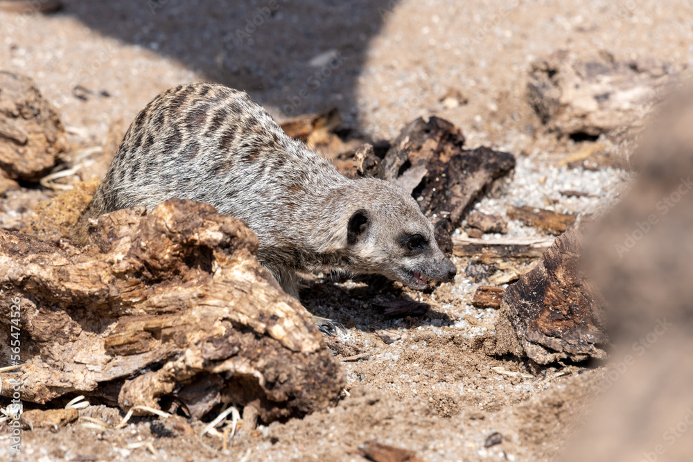Fototapeta premium Close up of a meerkat (suricata suricatta)