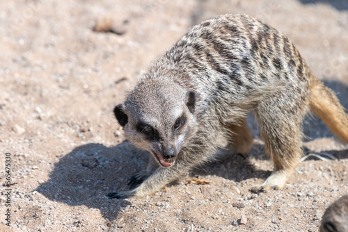 Photography Photo of a meerkat (suricata suricatta)