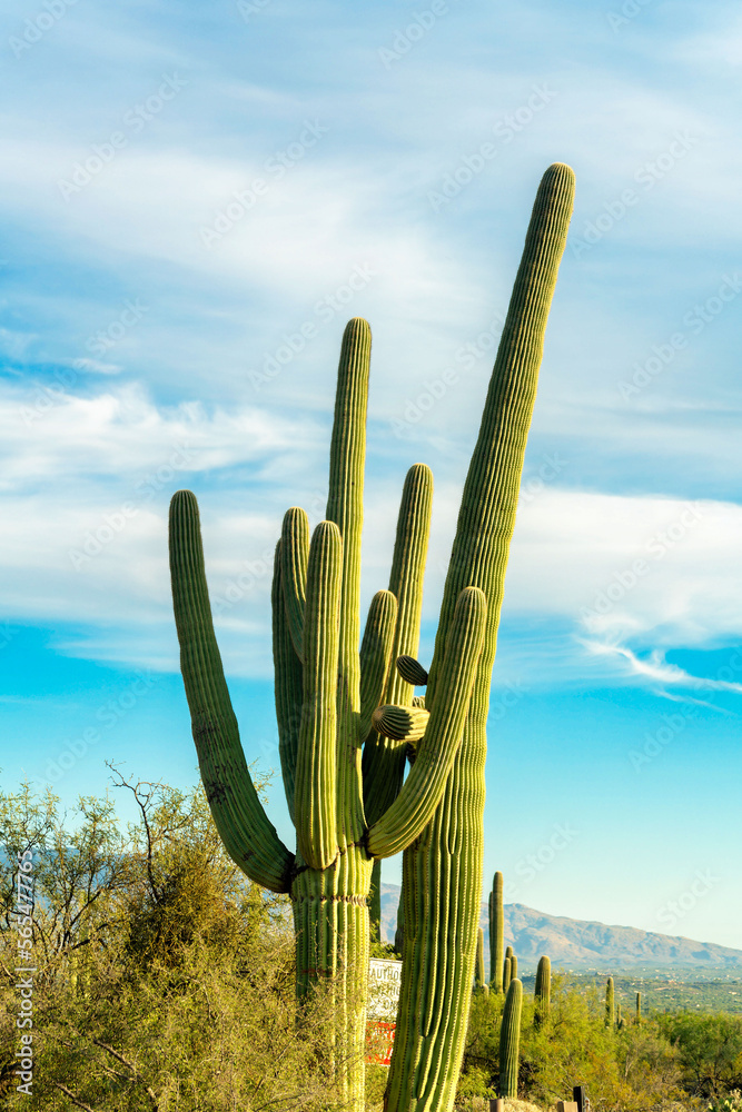 Towering saguaro cactuses with shrubs and bushes in late afternoon sun with visible clouds and blue sky