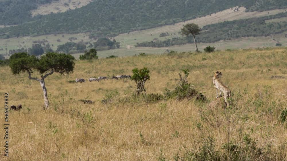 Cheetah watches zebras of Kenya. Cheetah is fastest animal in world of wildlife. More video about life of this dangerous predator in collection. Cheetah watches zebras of Kenya. Cheetah is fastest animal in world of wildlife. More video about life of this dangerous predator in collection.