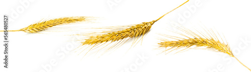 Rye ear. Whole  barley  harvest wheat sprouts. Wheat grain ear o