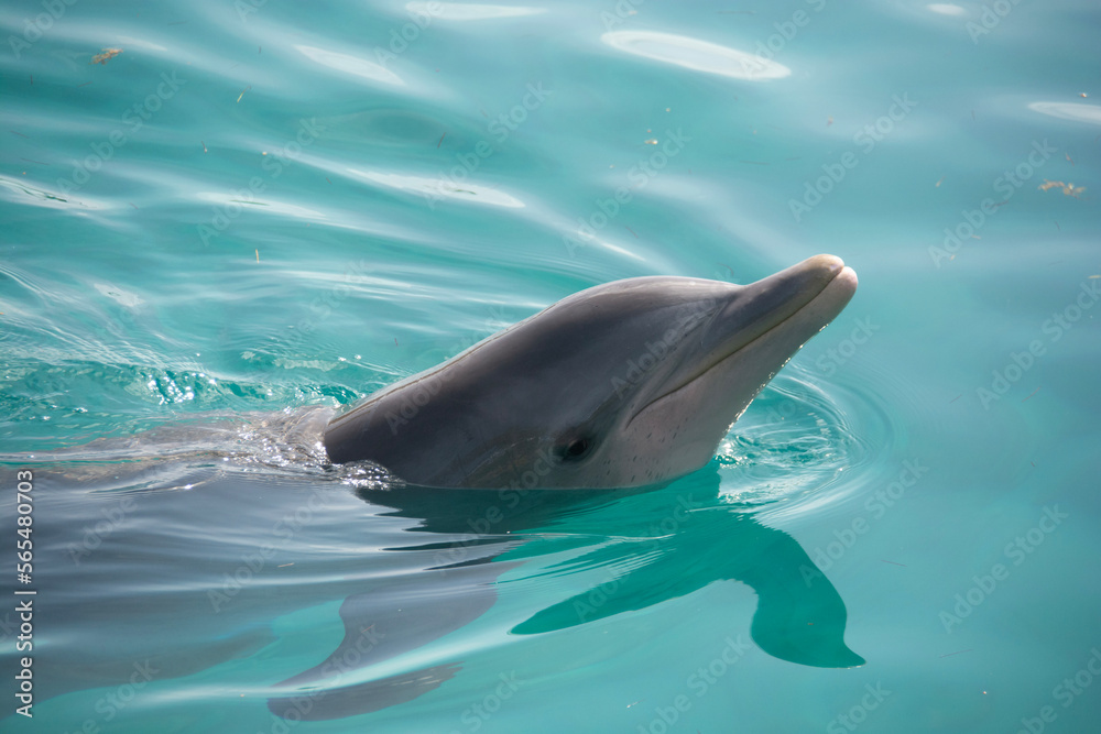 Obraz premium BAHAMAS PANORAMIC TURISTIC