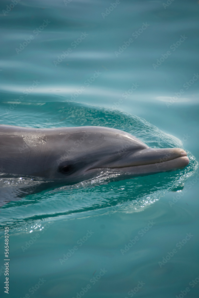 Fototapeta premium BAHAMAS PANORAMIC TURISTIC