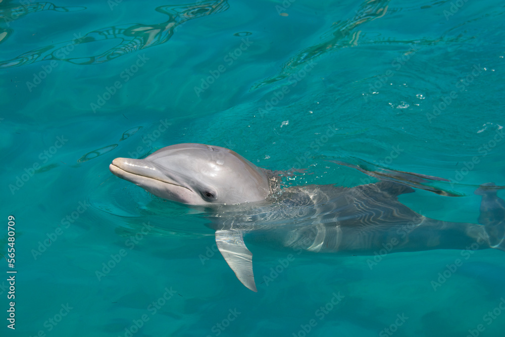 Obraz premium BAHAMAS PANORAMIC TURISTIC