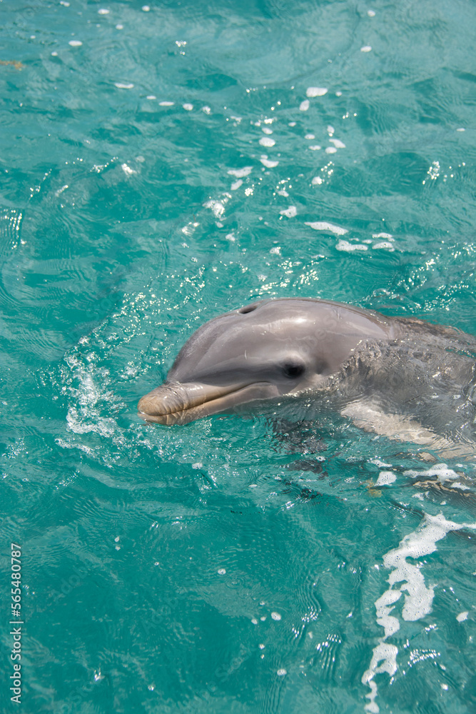 Fototapeta premium BAHAMAS PANORAMIC TURISTIC