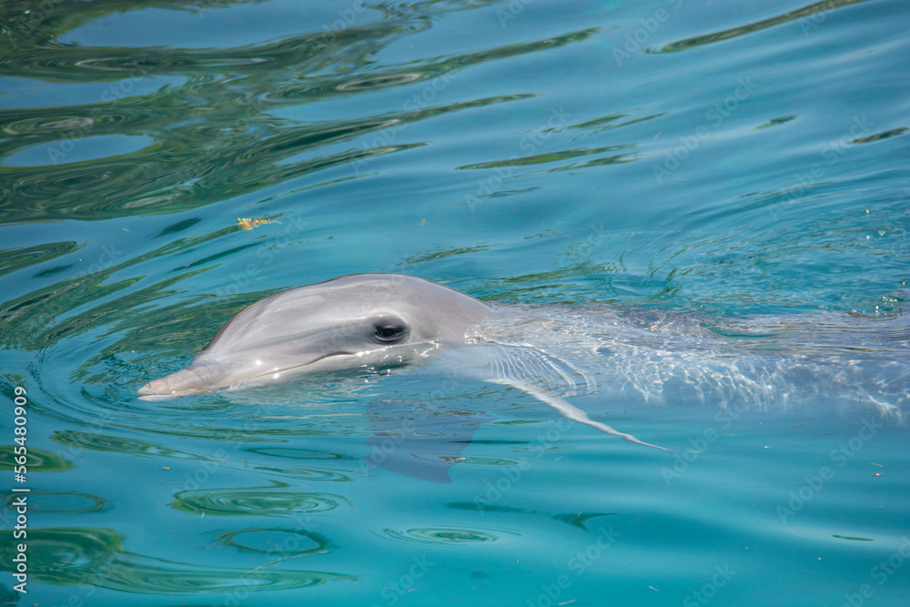 Obraz premium BAHAMAS PANORAMIC TURISTIC