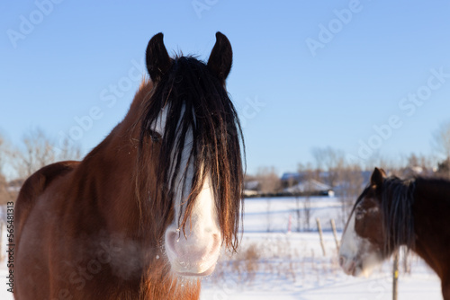 Selective focus closeup portrait of chestnut Clydesdale horse standing in field covered in fresh snow during a winter afternoon, with other animal in soft focus background, Quebec City, Quebec, Canada
