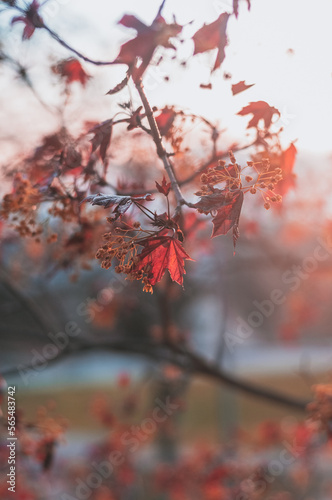 red autumn leaves