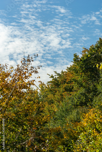 Fototapeta Naklejka Na Ścianę i Meble -  Autumn season view mountain forest under sky