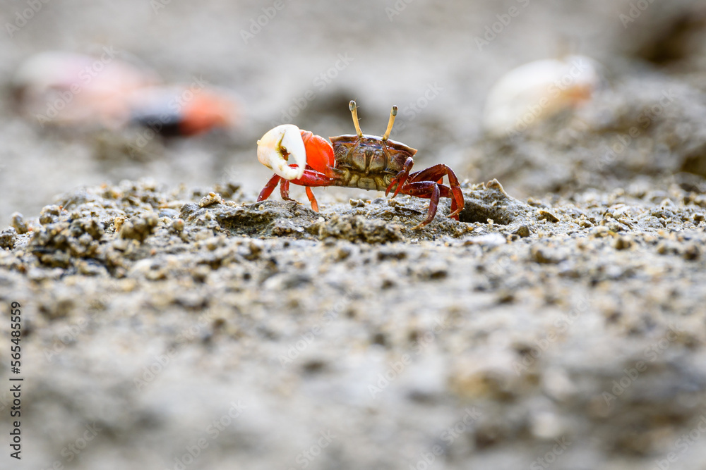 Fiddler crabs, Ghost crabs orange red small male sea crab colorful. One