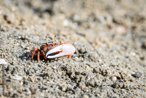 Fiddler crabs, Ghost crabs orange red small male sea crab colorful. One claw is larger and used to wave and act as a weapon in battle. wildlife lifestyle small animals living in the mangrove forest