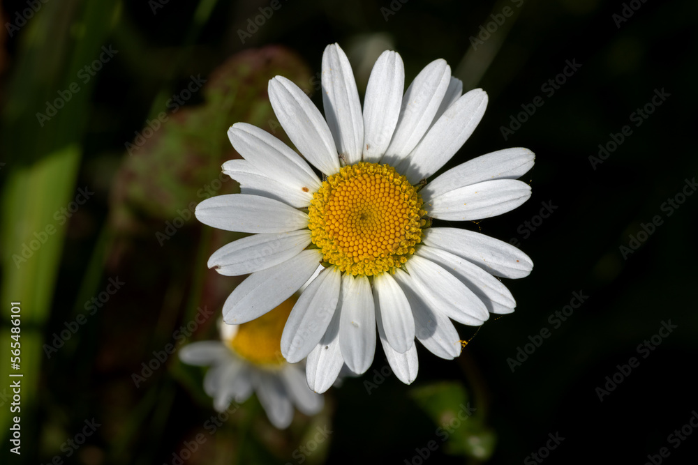 Fototapeta premium A macro photo of a daisy flower.
