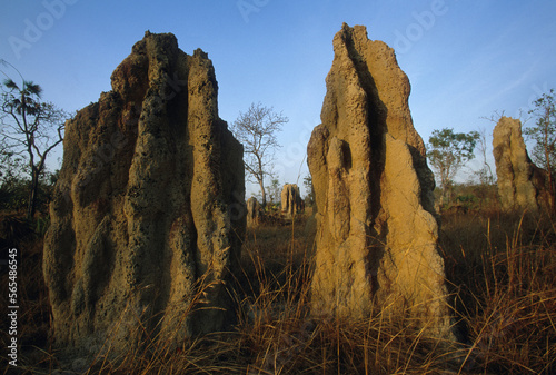 Cathedral termite mounds in Australia. photo