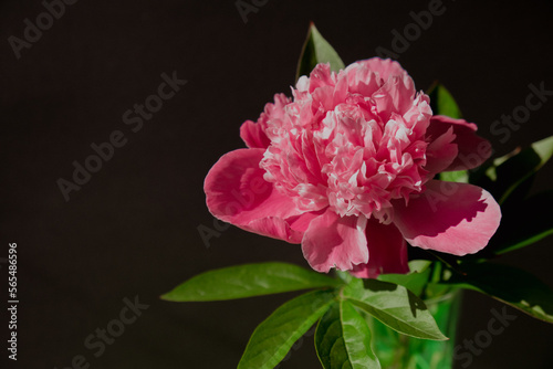 Beautiful peony flower on pink color close up. Fresh cut flowers green leaf for decoration home. Delivery flower. Feminine floral composition 