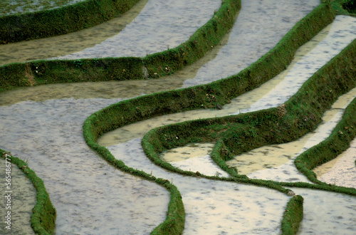 Undulating terraces of rice patties.