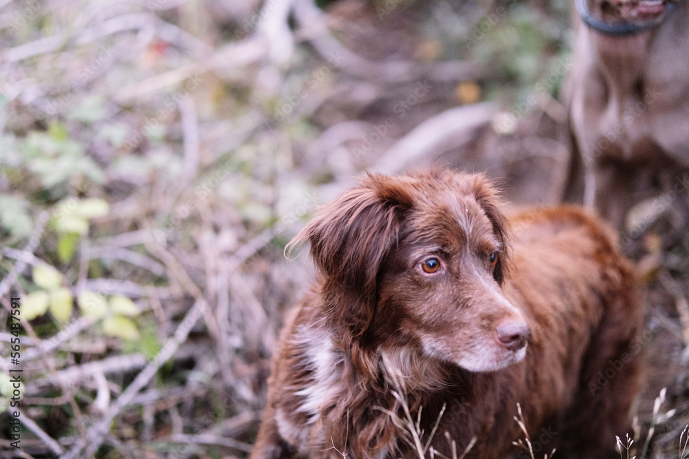 Brown dog of the Munsterlander breed looking to his left. Brown dog of the Munsterlander breed looking to his left.