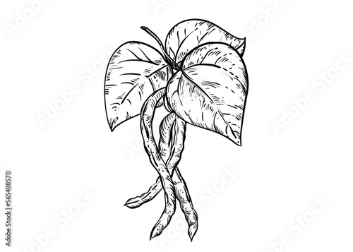 Hand drawn sketch black and white illustration set of string bean, leaf. Vector illustration. Elements in graphic style label, sticker, menu, package. Engraved style illustration.